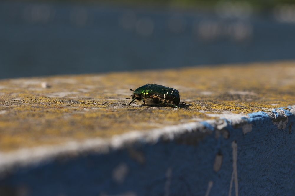 Photograph by Михаил Костыря