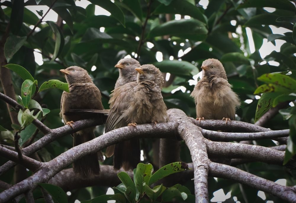 Photograph by Kalana Abeyrathna