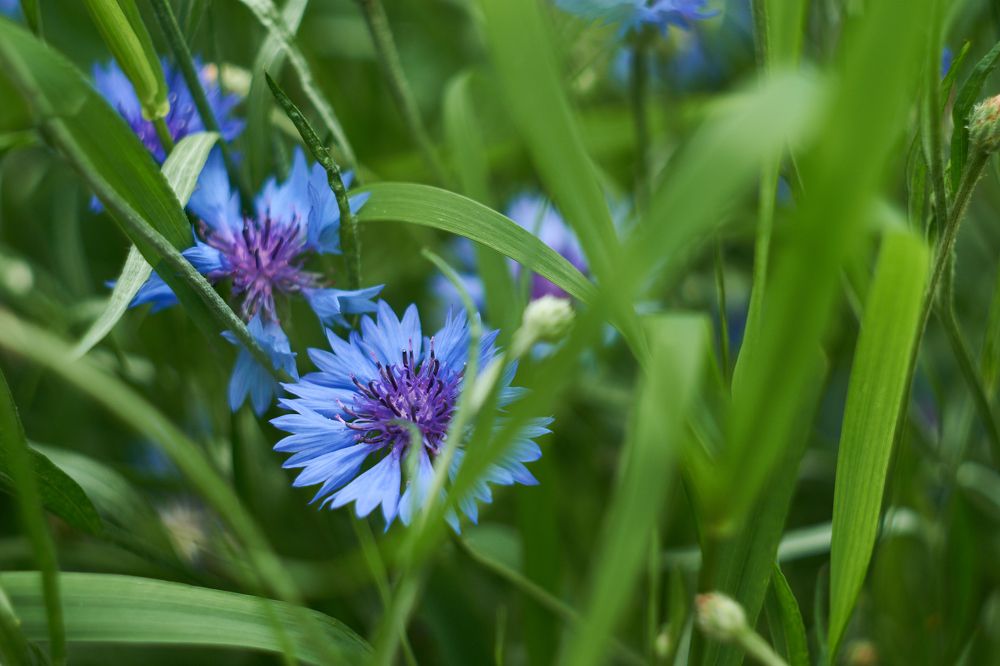 Василёк в густой траве.