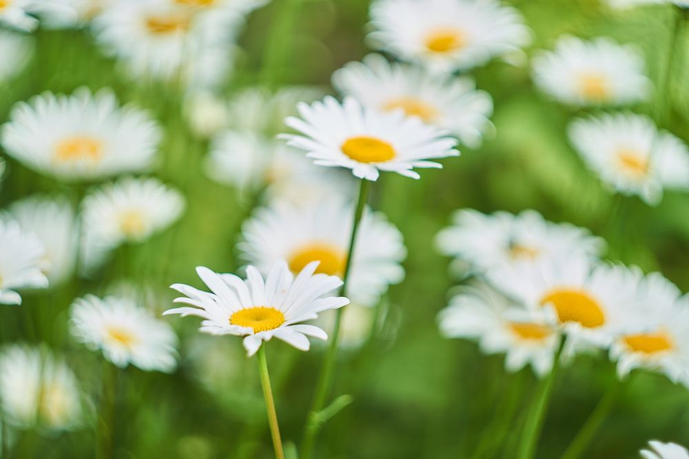 Ромашковое поле.