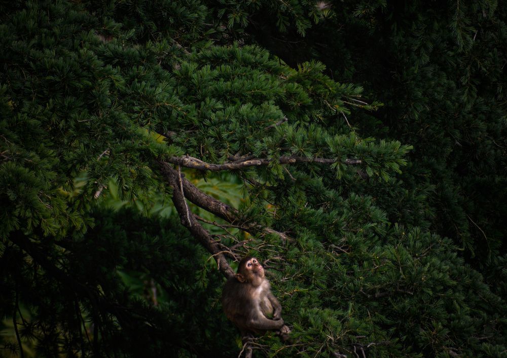 Lonely monkey