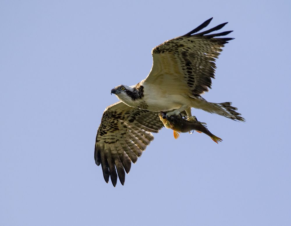 Photograph by Светлана Барабанщикова