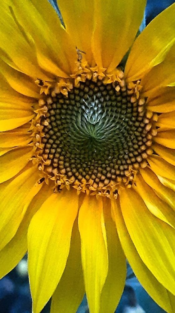 У меня в садочке выросли цветочки