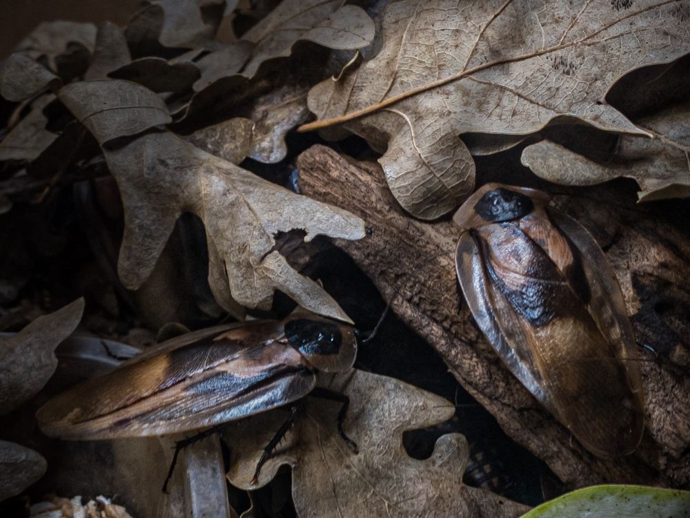 Лесная парочка