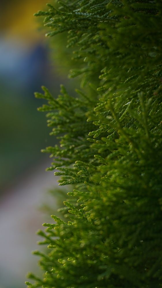 Photograph by Elena Budycheva