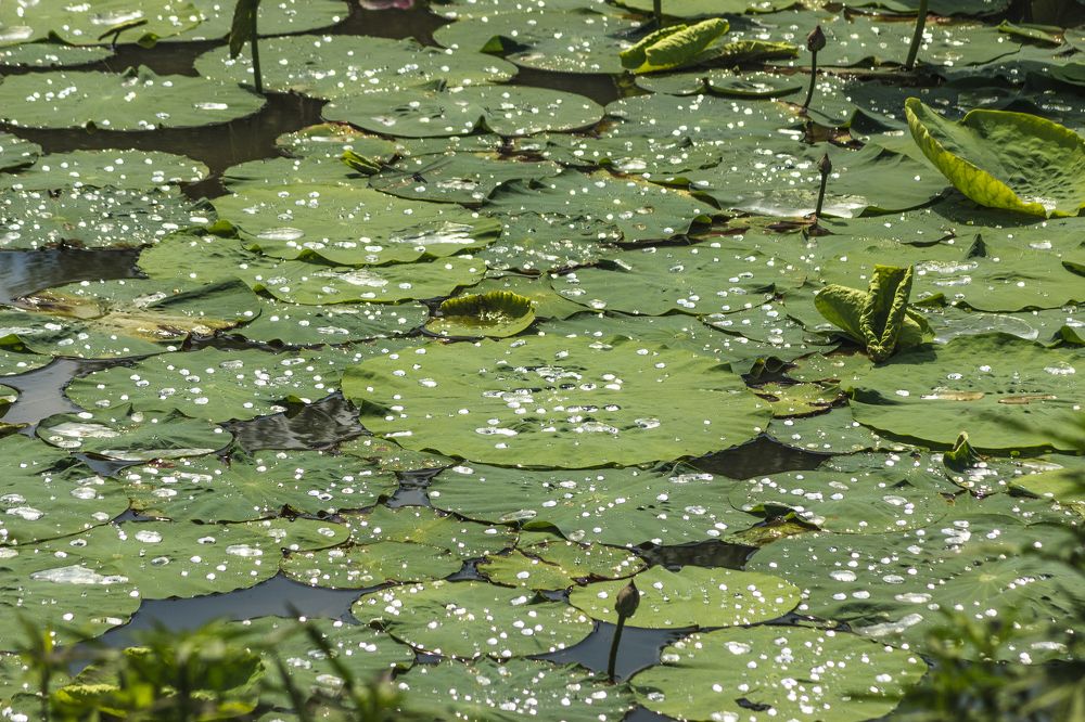 Photograph by Sergey Tsubanov