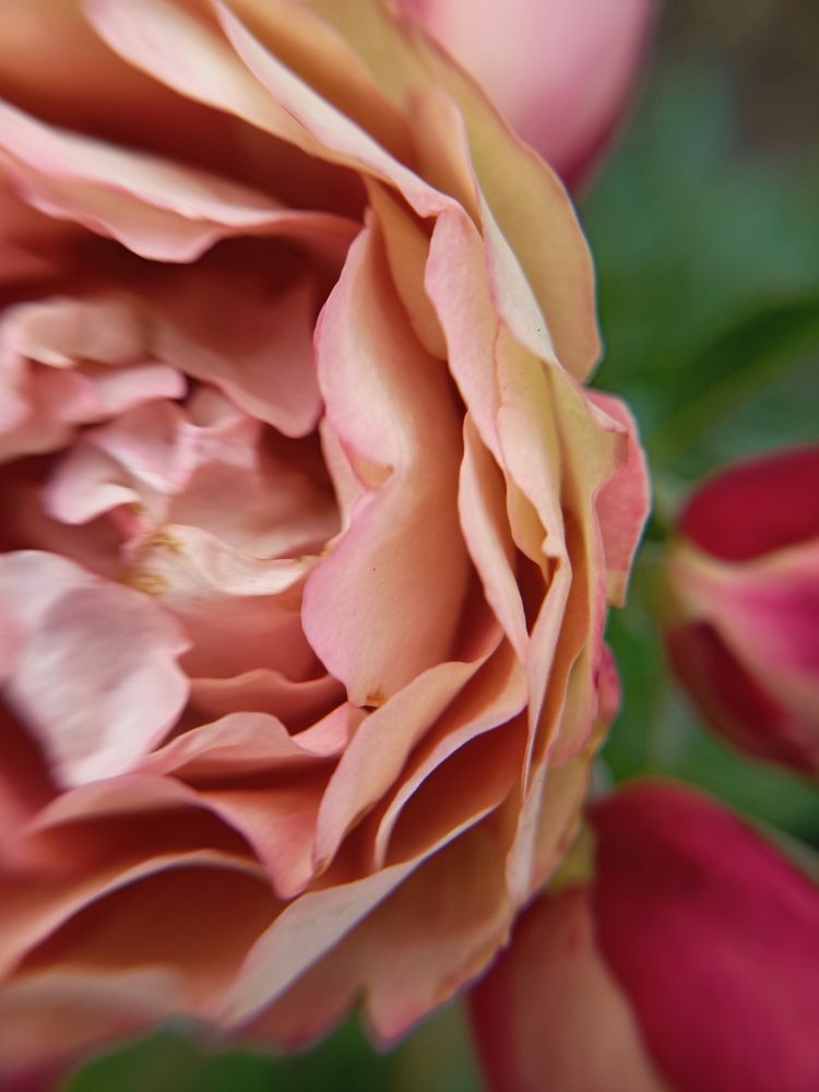 Фотография автора Татьяна Шахова