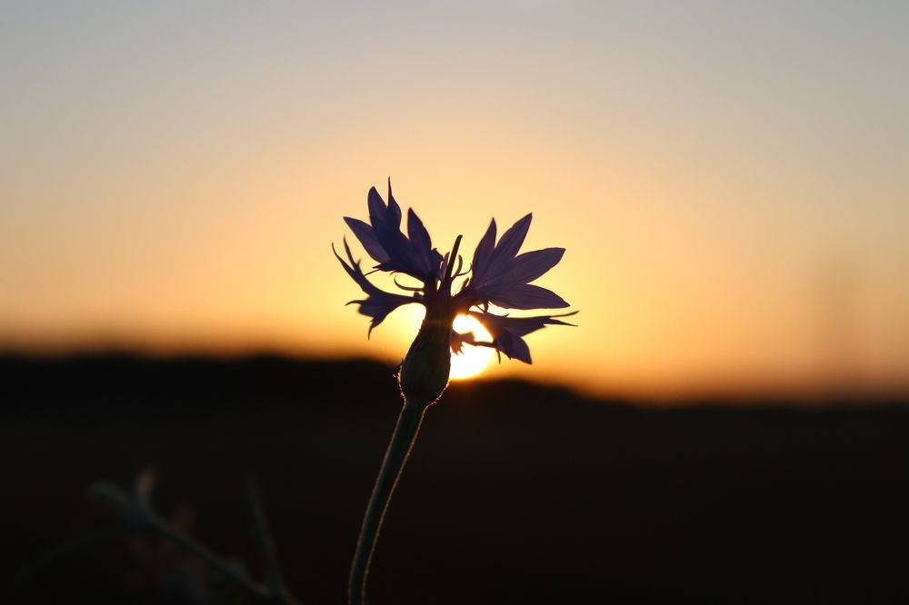 Фотография автора Анастасия Богдан
