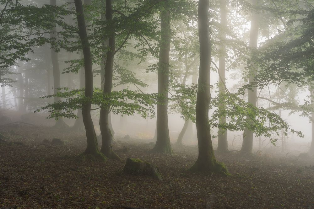 Photograph by Jens Ober