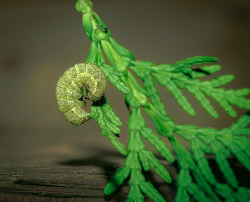 Photograph by Олег Китаев