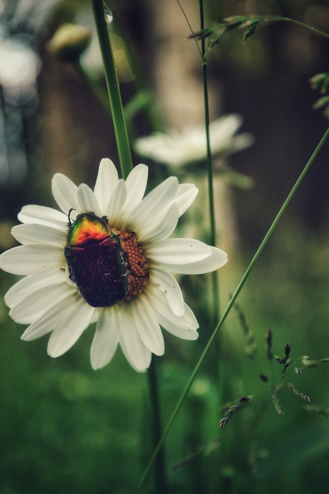 Photograph by Дайана