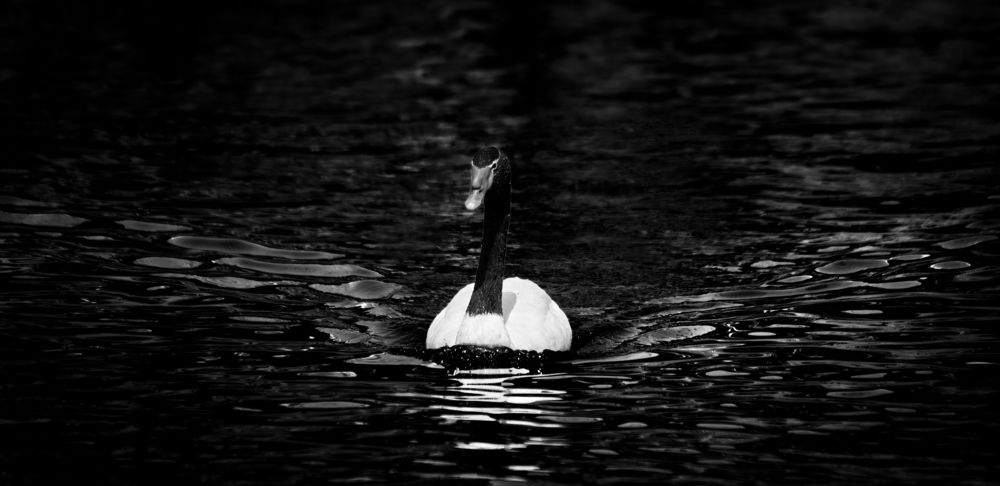 Фотография автора Pejman Sadeghzadeh