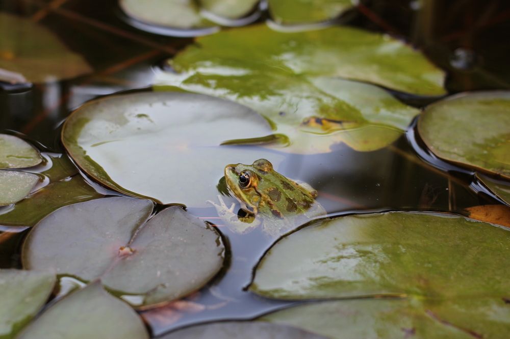 Photograph by Anna Strelzov