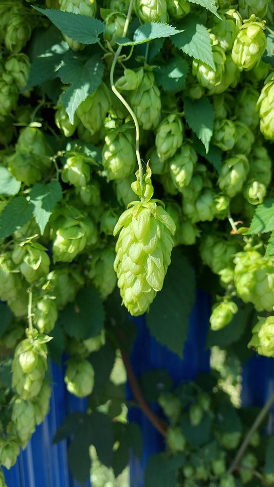 Photograph by ЭЛЬМИРА  ИСМАИЛОВА