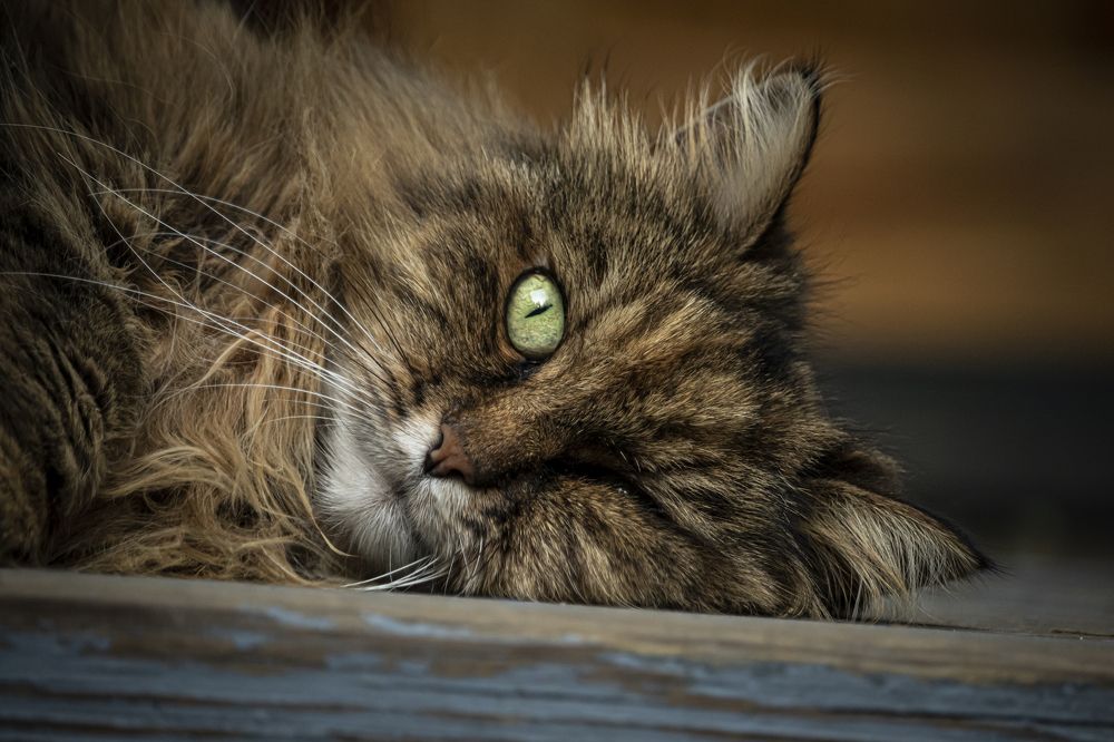 Photograph by Юлия Куликова