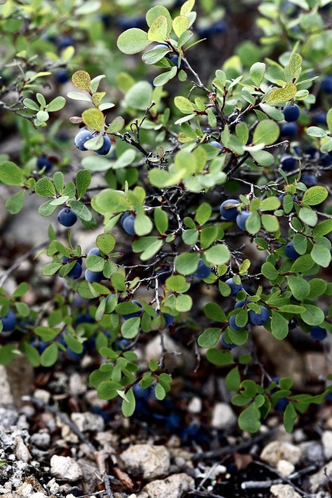 Photograph by Евгения Казакова