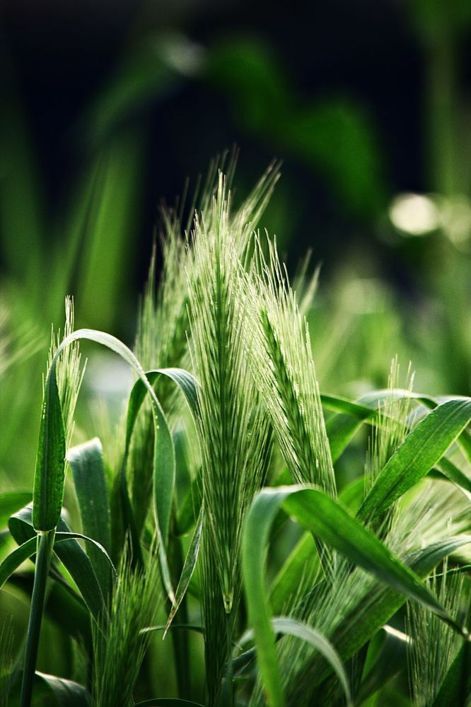 Photograph by Adrian Eperjessy