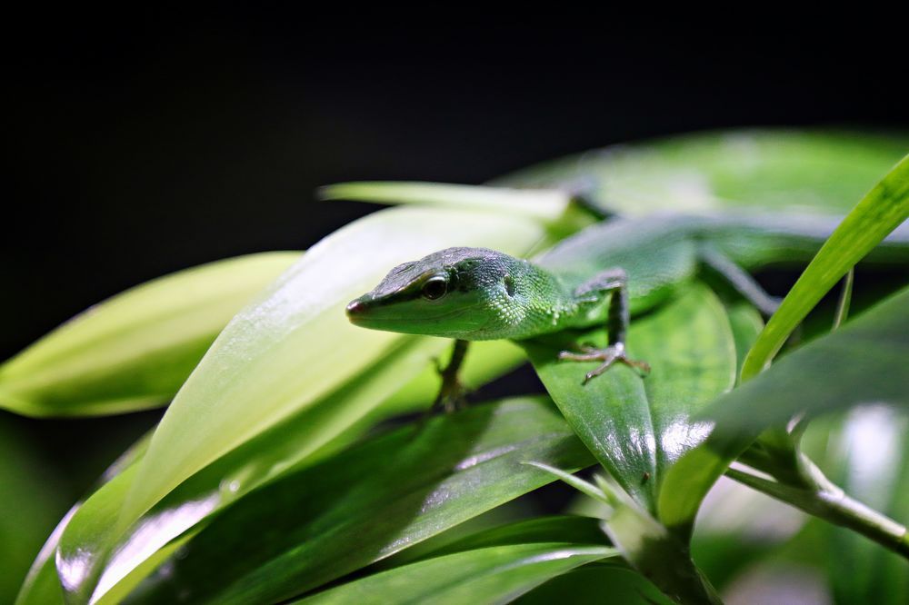 Photograph by Adrian Eperjessy