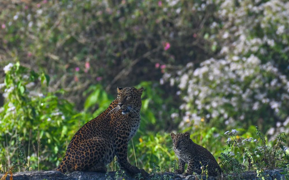 Photograph by Dhayanand