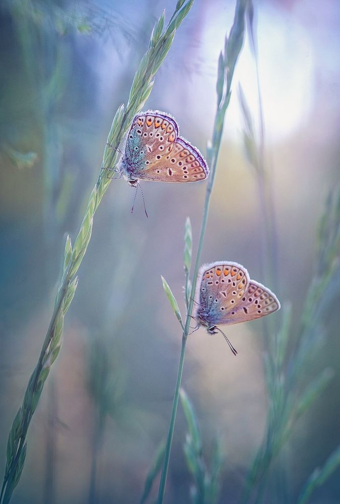 Photograph by Dana S.