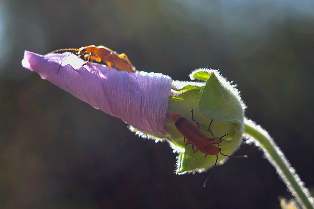 Photograph by Евгений Беленков