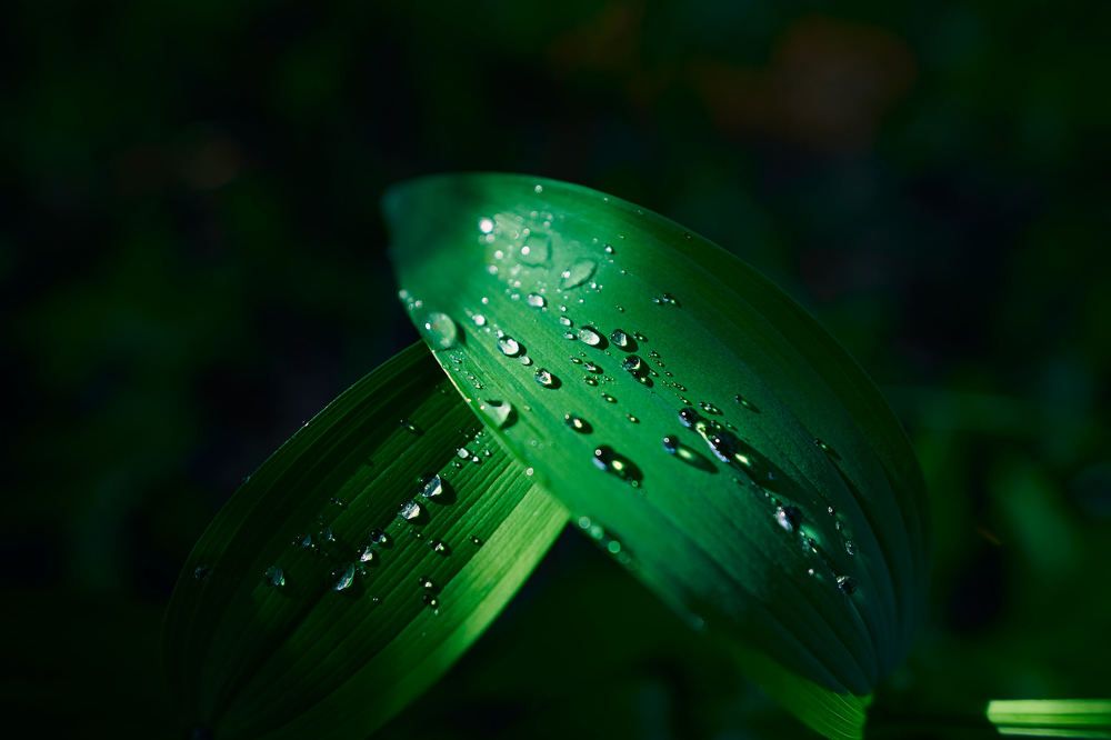 Photograph by Василий Снигирь