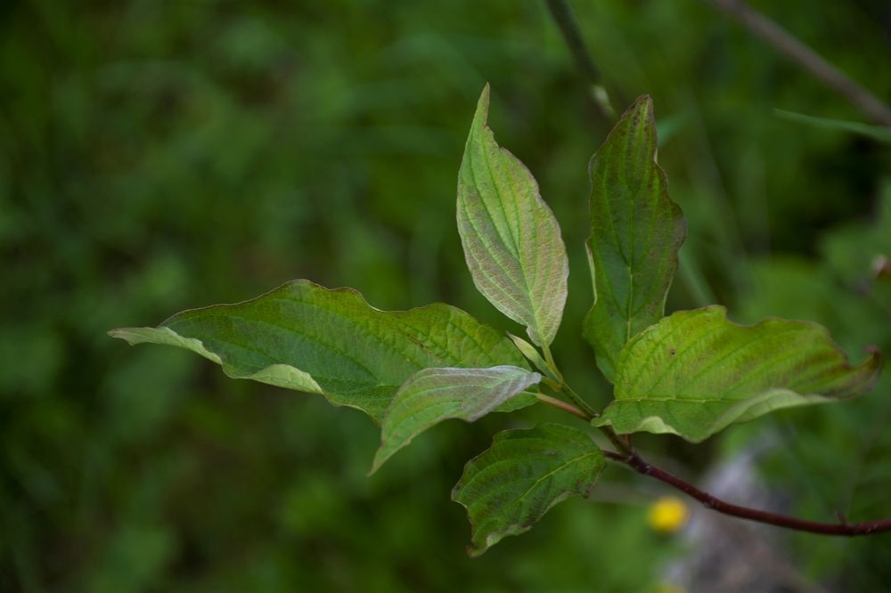 Зелёная ветка.
