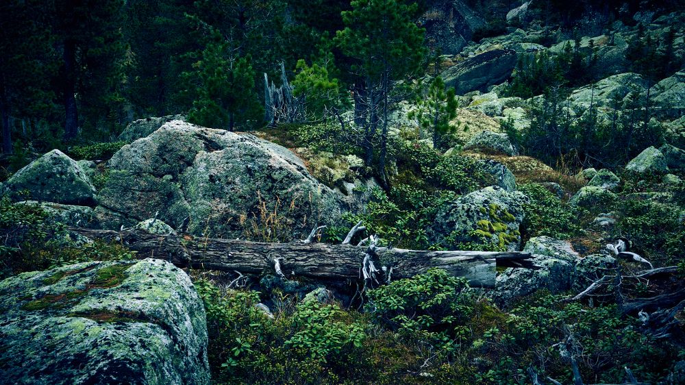 Сказочный лес.