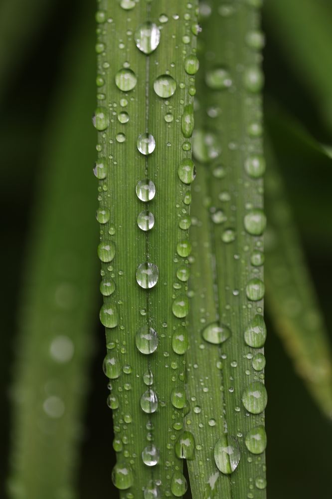 Photograph by Елена Тимченко