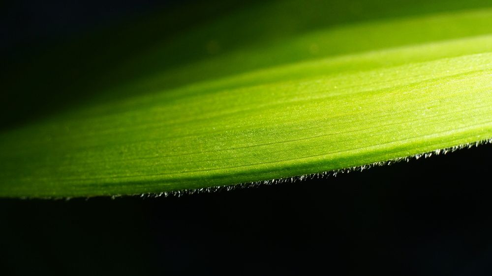 черемица Лобеля