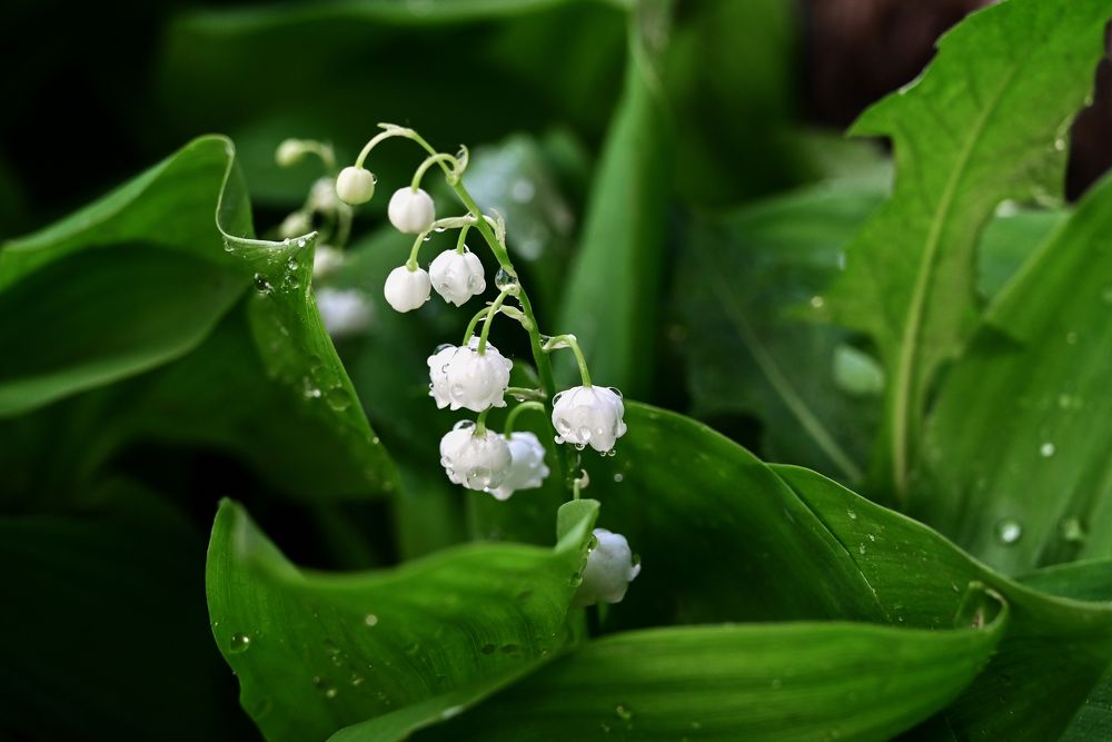 Photograph by Светлана Вербицкая