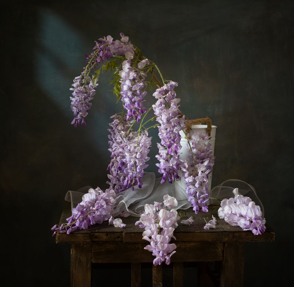 Глициния цветёт