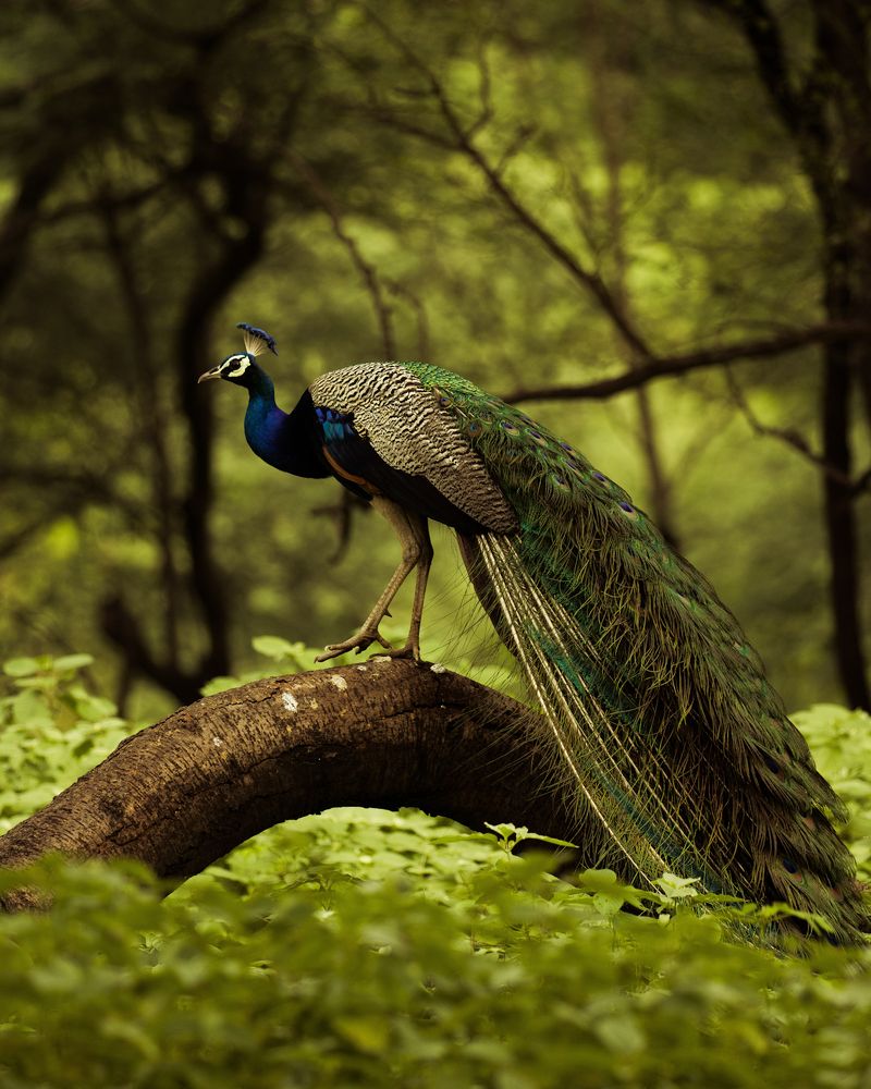 Photograph by ASHWINI BHONGE