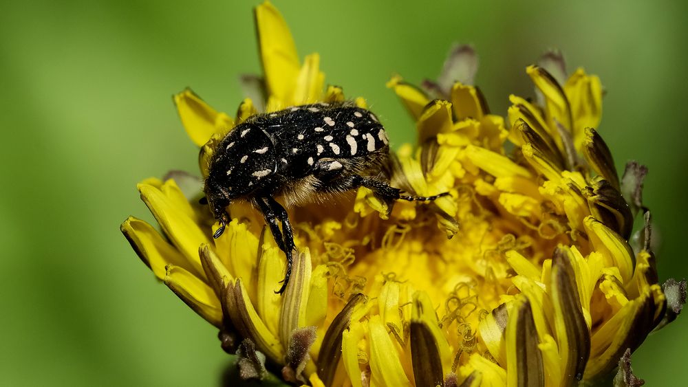 Photograph by Сергей Челахов