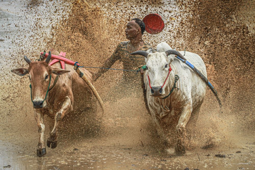 The Incredible Pacu Jawi