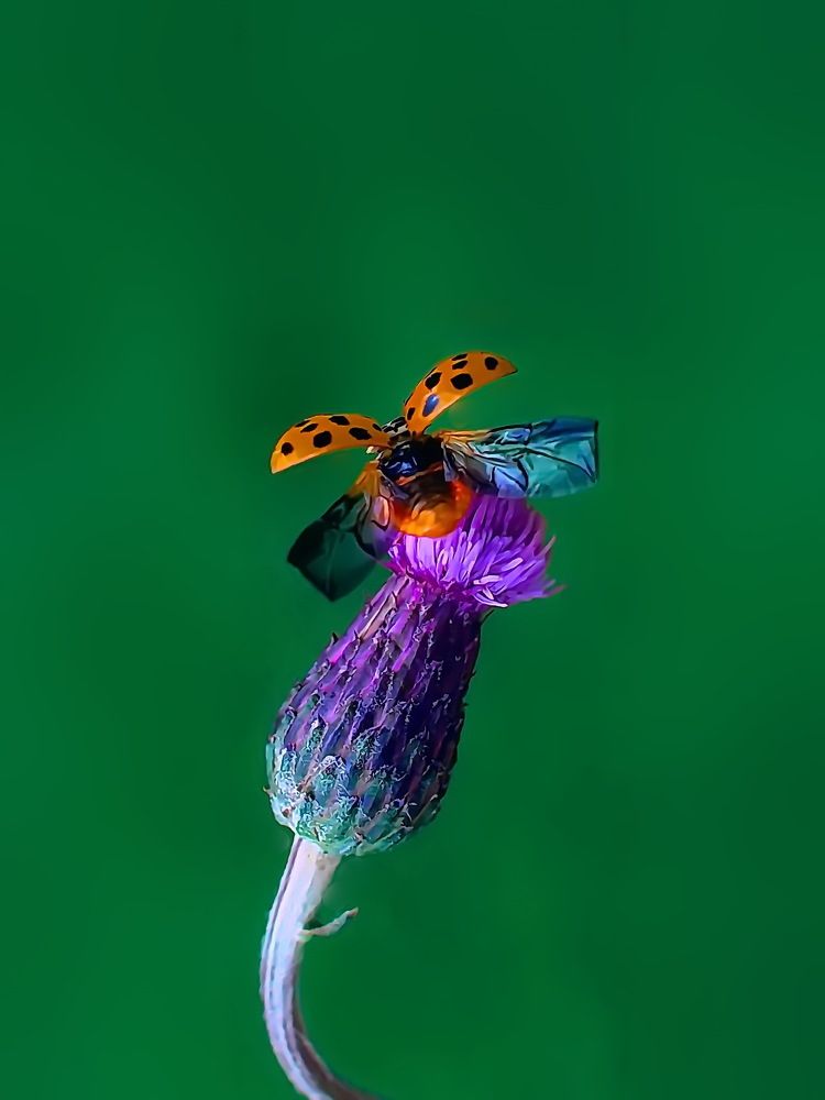 Photograph by Игорь Чеботарёв