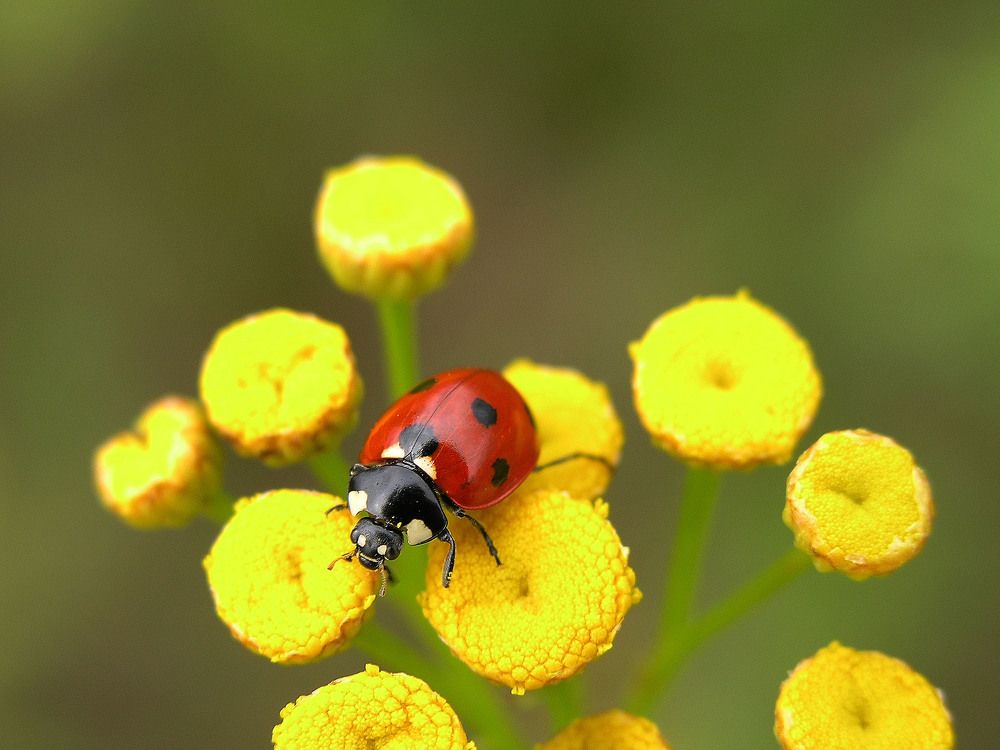 Photograph by Людмила Павловна
