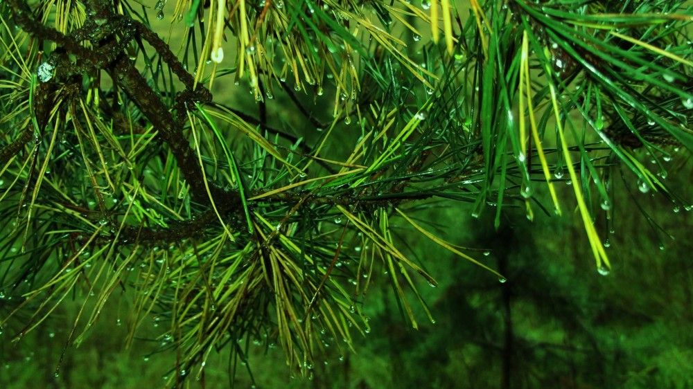 Photograph by Александр Поздняков