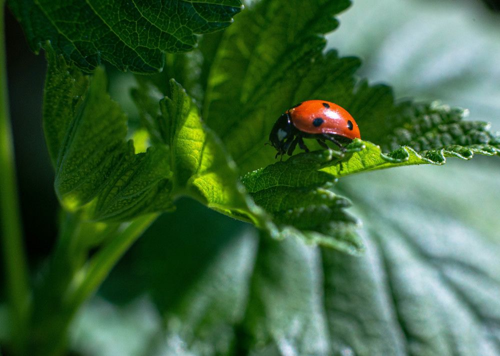 Фотография автора Aлексей Игнатьев