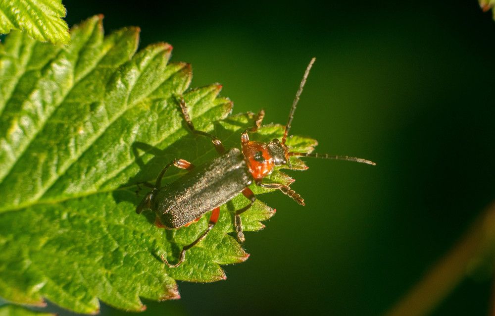 Фотография автора Aлексей Игнатьев