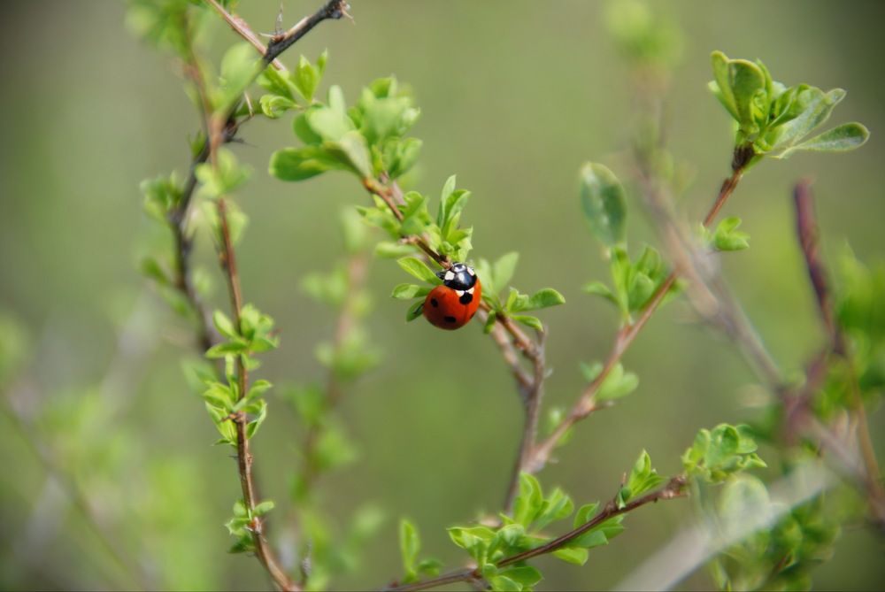 Photograph by Инна Сечко