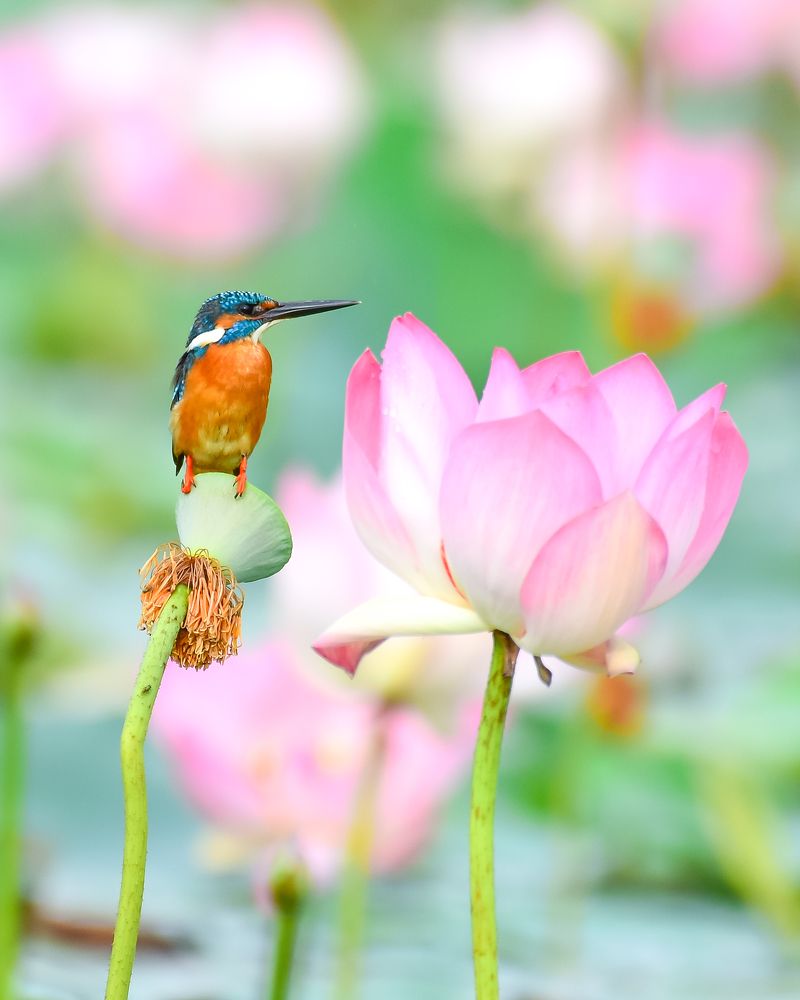 Photograph by Harikrishnan