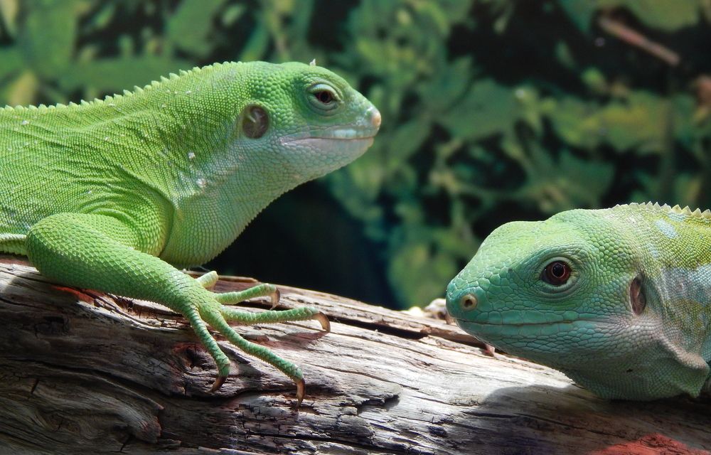 Photograph by Диана Бородзе