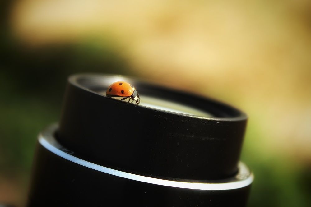 Это тоже жук!!!