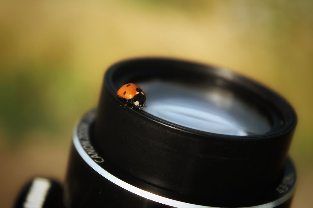 Это тоже жук!!!