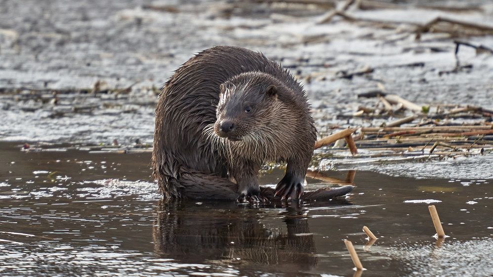 Выдра