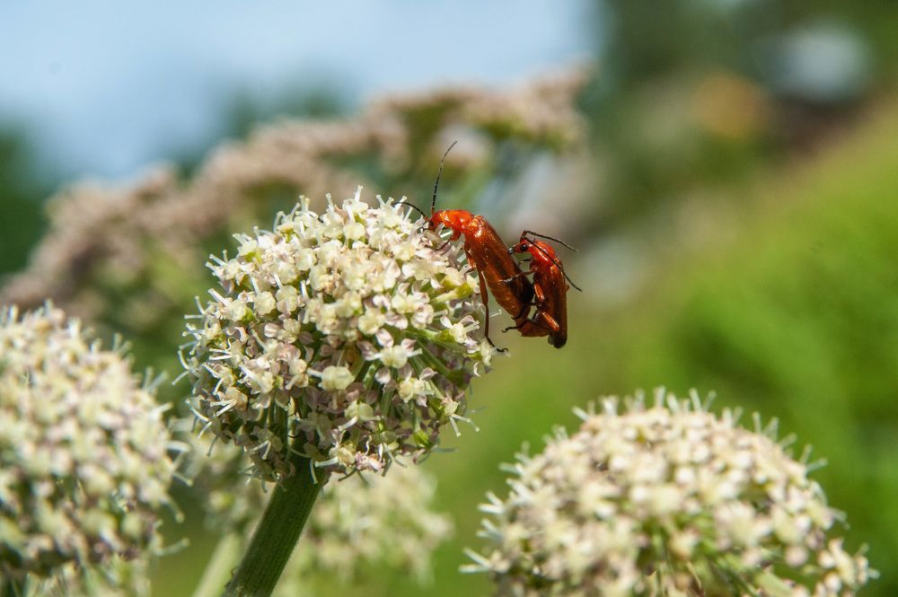 Photograph by Vladimir Kirillov