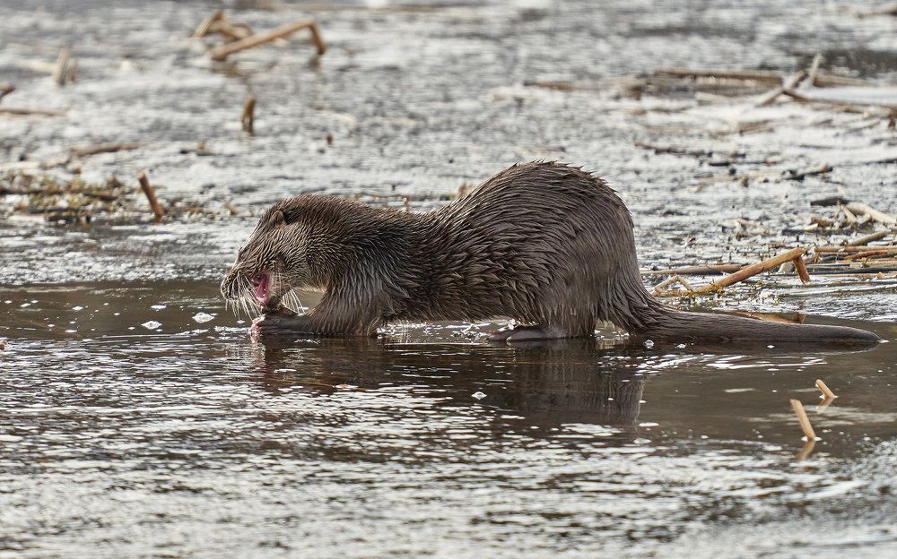 Выдра