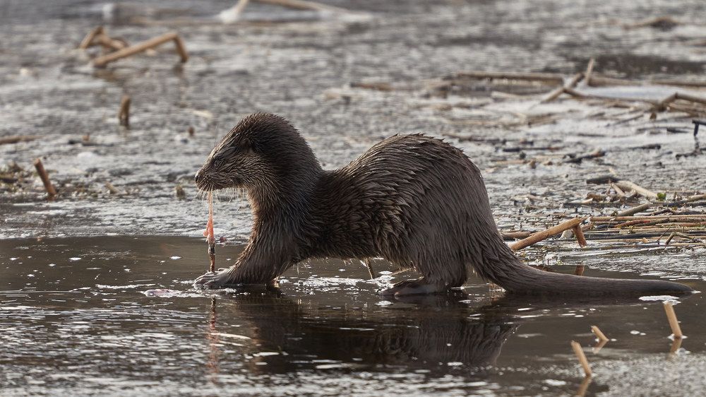 Выдра