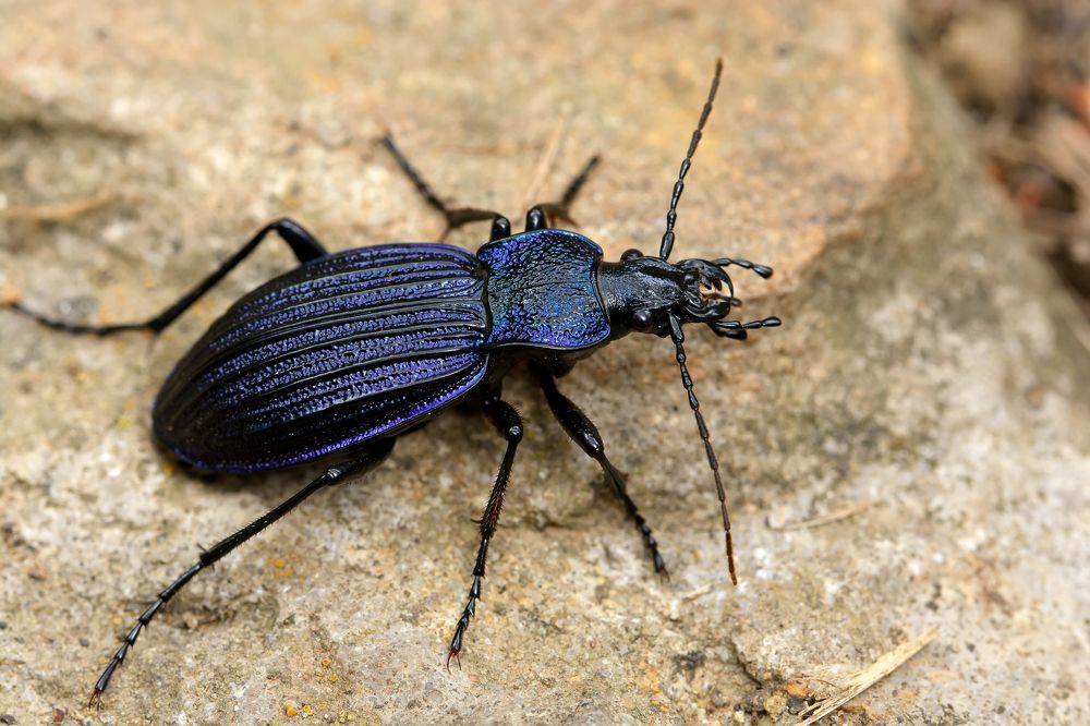 Кавказский самоцвет